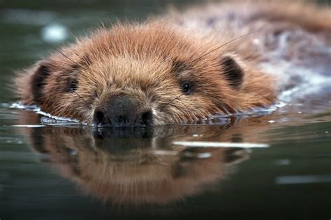 ビーバー かわいい、そして彼らの生態についての深い考察