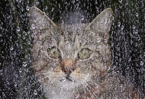 島原市 天気 10日間 - 雲の上の猫が雨を降らせる理由